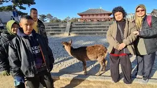Dec 2025 Adventure : Phase 3b - Nara  🇯🇵 Playing with the deers🦌  of Nara 🇯🇵  -  Alhamdulillah 💚