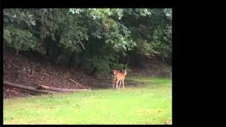 Five Foot Mullet -- Undercover Redneck.wmv