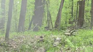 public land turkey hunting - Indiana public land turkey hunting! - public land turkey