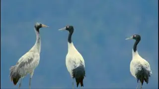 China in Its Natural Glory: Winter Black-necked Cranes' Winter Stay at Tibetan Wetlands