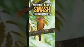 Why Does This Bird SMASH Fish on Branches? #shorts