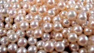 Japanese Akoya fine GOLD color Pearls