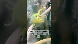 Giant Madagascar Day Geckos Breeding 😱 #geckobreeder #geckos #daygecko