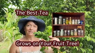 Turn Your Fruit Tree Leaves into Tasty, Healthy Tea &ndash; Here&rsquo;s How!  #foodforest