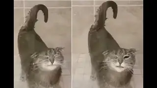 Cat Taking Shower And Its joy