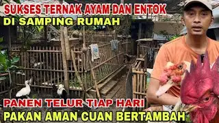 POLISI INI SUKSES TERNAK AYAM KAMPUNG DAN ENTOK, CUAN MAKIN BANYAK