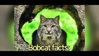 ALL cats love Captain Kitts!! #Bobcats #natureLover #NewFelineFriends #lynx