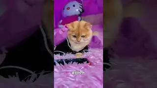Кот притворяется больным. #кот #домашниеживотные #смешныекоты