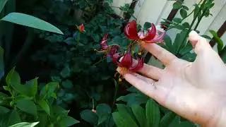 Лилия Мартагон 