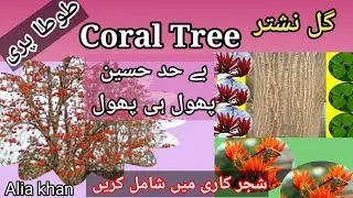 11_Gul -e- Nishtar /Coral Tree /Erythrina /Flowering Tree/Alia Khan