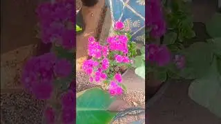 #flowers #houseplants #gardening  Manchi Vallaki  viluvaledhu motivetion