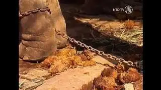 Animal Rights Activists Force Changes to Indian Elephant Festival
