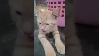 kitten suckles air dehydrated#shorts