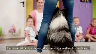 Why Is My Dog Acting Aggressive? Causes, Signs, and How to Manage Aggression