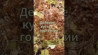 Пересадка и деление куста гортензии #гортензия #куст
