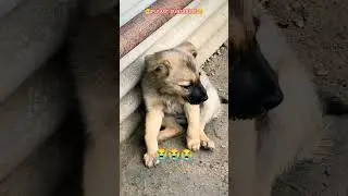 dogpuppy please🥺subscribe#flyxo#anime#animeedit#song#dog#animals#explore#goldenretriever#activewear