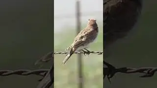 horned lark singing
