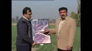 #Wheat #Narc #parc #wheat Wheat in Pakistan | NARC research on wheat | Wheat Farming In Pakistan