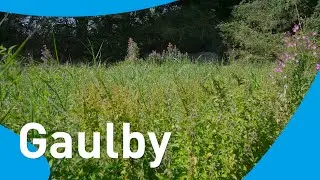 Reed Beds in Leicestershire | Our investment in our region 2024