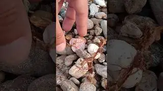 Beautiful Pink Shell Found at Low Tide in Rota!
