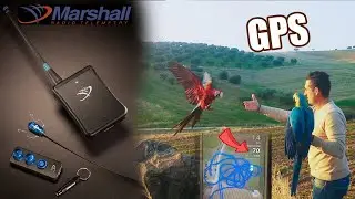 (MARSHALL)💪mejor GPS del mundo para LOROS,AGUILAS,HALCONES