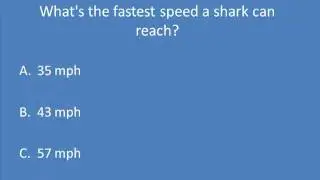 Fastest Shark - Shark week trivia