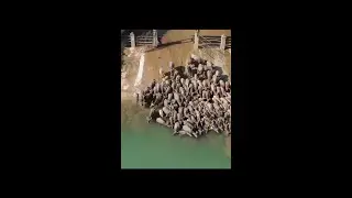 Hundreds of buffaloes swim across Jialing River in China