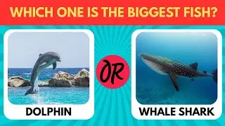🧩 Fun Picture Quiz for Kids | Guess Animals 🐒, Foods 🍩 & Countries 🌍 | Brain Boost Game