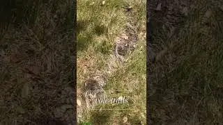 get rid of voles by following their trail