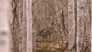 BWCA Grouse | The Flush - Season 10, Episode 2
