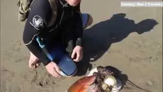 Fishing for slithering octopus in Costa Rica!