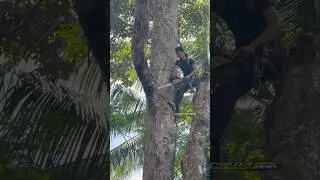 Amazing skill man climbing and cutting down tree #shorts