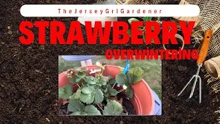Overwintering Strawberry Plants