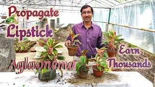 How to Propagate Lipstick Aglaonema and Earn Thousands !