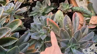 update my succulent plants after hailstorm.