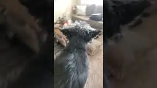How to Punish Your Dog