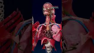 How the Heart Directs Blood: A 3D Anatomical View 💓