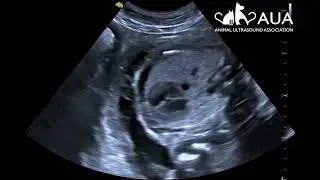 Late Gestation Siamese Pregnancy Scan