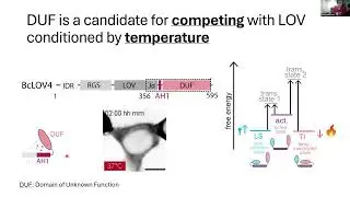 Dennis Huan - Intramolecular competition generates pulsatory protein activity