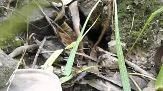 Underground Wild Beehive
