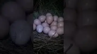 Guinea fowl egg #youtubeshortvideo