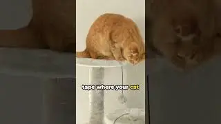Stop Kitty&rsquo;s Furniture Fiasco!