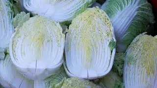 Brassicales Production Pt2 II: Chinese Cabbage Production