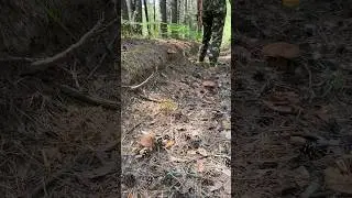 ШОК! БОРОВИКИ ПОПЁРЛИ в ЖАРУ! ПАЧКАМИ!