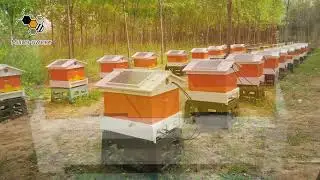 Have you ever seen solar smart beehive?