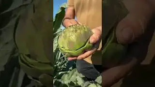Tips to Peel Artichoke Correctly and Quickly @HappyFarm85 #satisfying #shorts