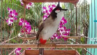 Chào mào có giọng hót víp nhất buổi sáng