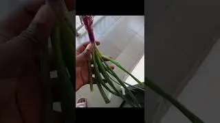 Little harvest from my mini garden🤭#vegetableharvest #springonion #sundayvlog  #cookinghacks#shorts