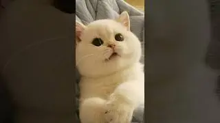 Mouth full of love😂 #sorts #cat