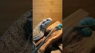 Bearded dragon eats first hornworm!!!!!!